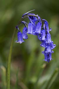 bluebell200x300