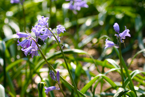 bluebells2011_1_ 600x400 Bluebells in the Rock Garden, Preston Park, 2011