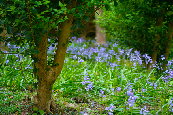 bluebells2011_2_ 600x400 Bluebells in the Rock Garden, Preston Park, 2011