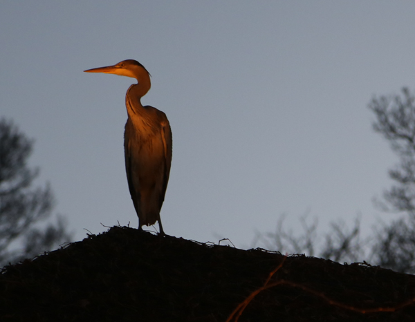 heron-101