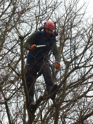 tree_cutting-100