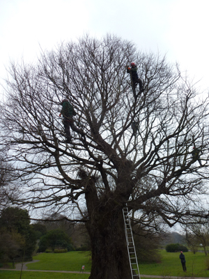 tree_cutting-101