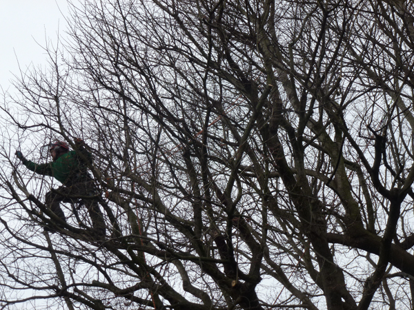 tree_cutting-200