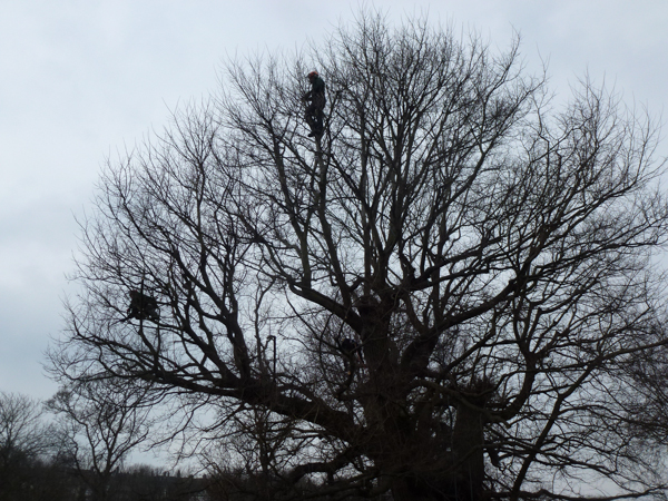 tree_cutting-201
