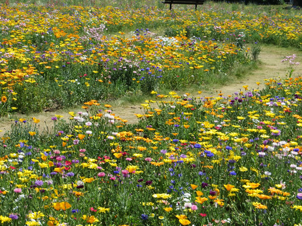 Wildflower Meadow