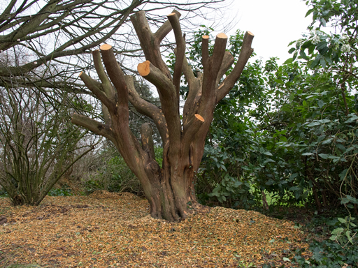 Strawberry tree