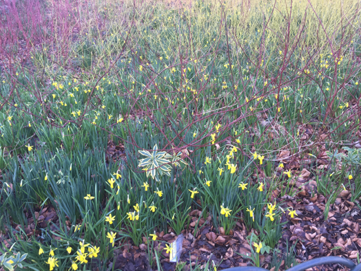 Daffs in amongst the dogwood in the Rock Garden