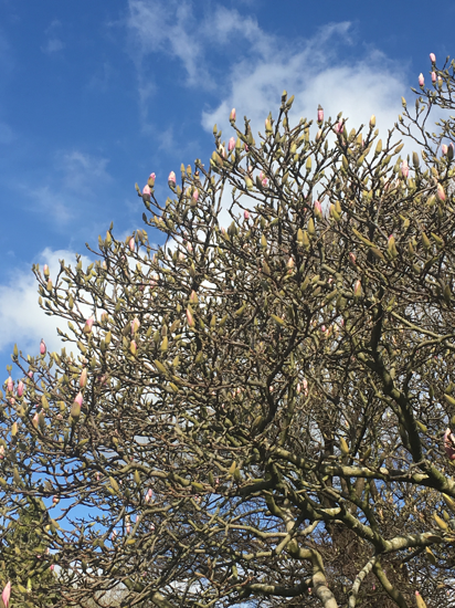 Magnolia in the north west entrance